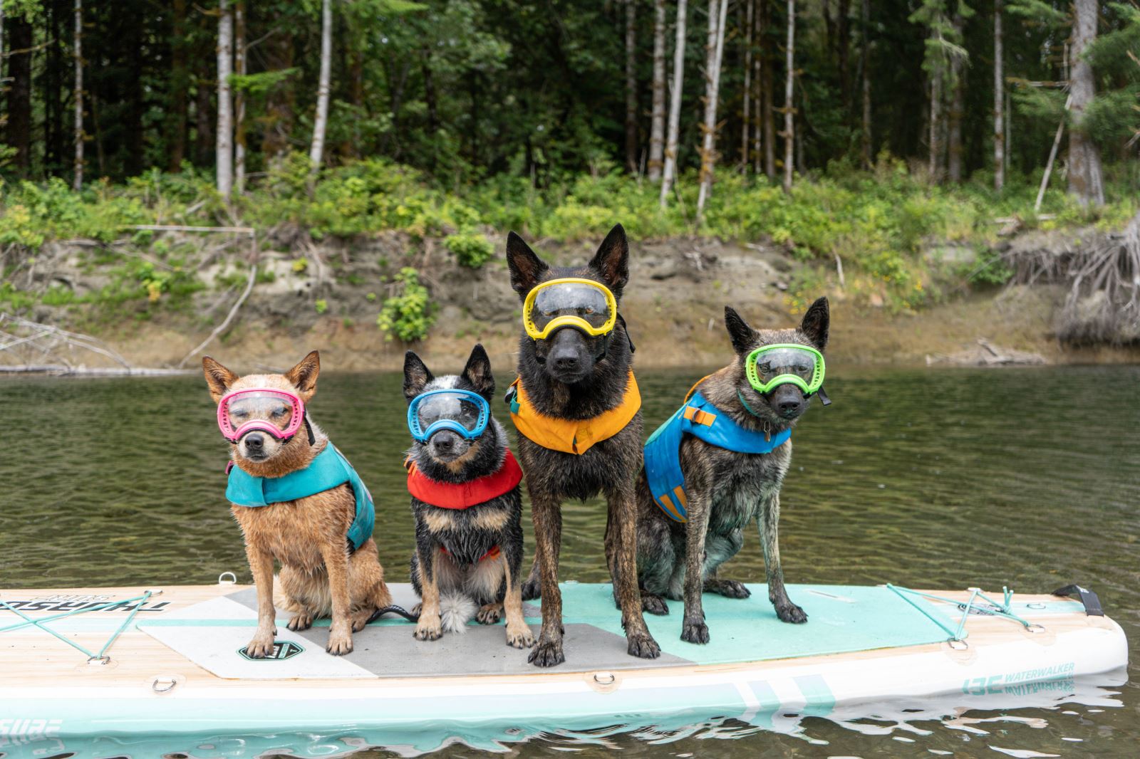 Boat Dog Accessories Recommended by Something Wagging