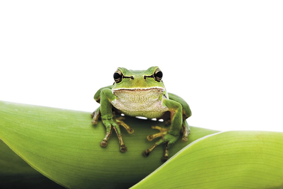 Going green Going green