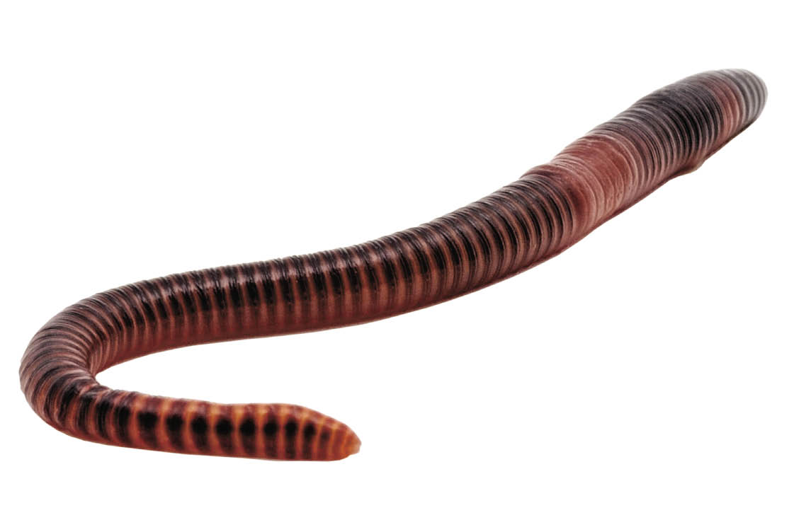 big worm
