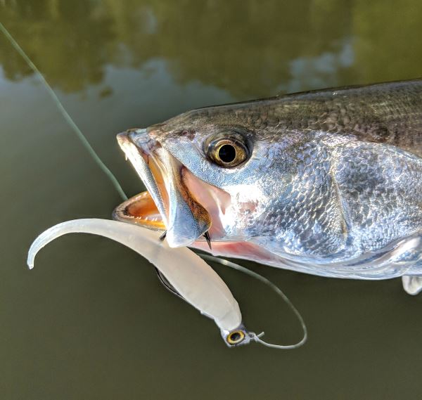 The Texas Rig, Reimagined for Redfish Z-Man's® free-swinging Texas