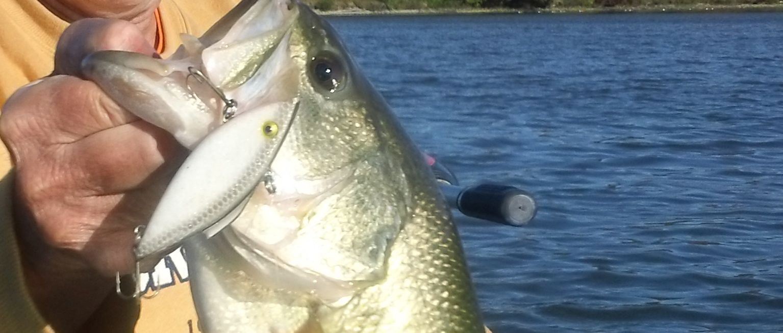 Lipless Crankbaits The easiest way to locate spring bass